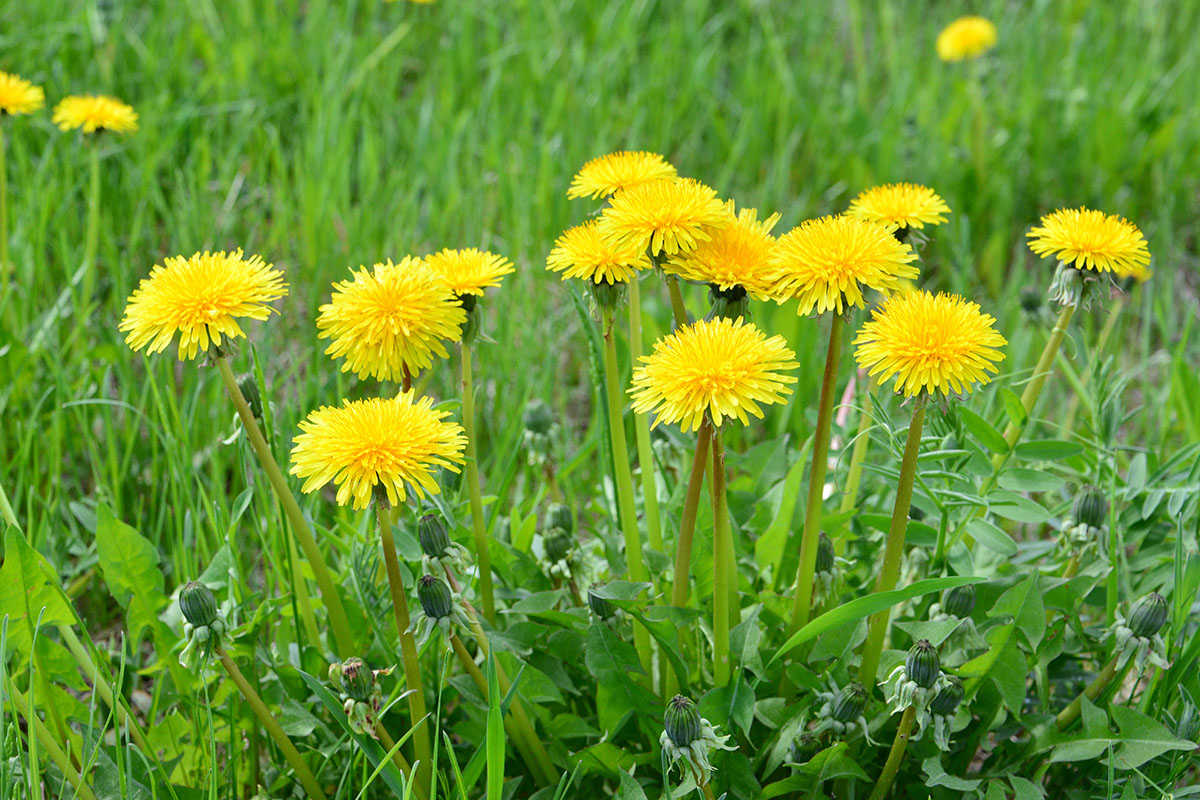 Eine Wiese mit mehreren Löwenzahnblüten in Nahaufnahme